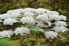 Selinum wallichianum